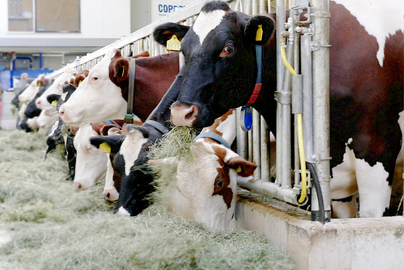 Kühe stehen an einem Fressgitter. Wie genau Verbraucherinnen und Verbraucher über die Haltung von Nutztieren Bescheid wissen wollen, wurde jetzt an der MLU untersucht.