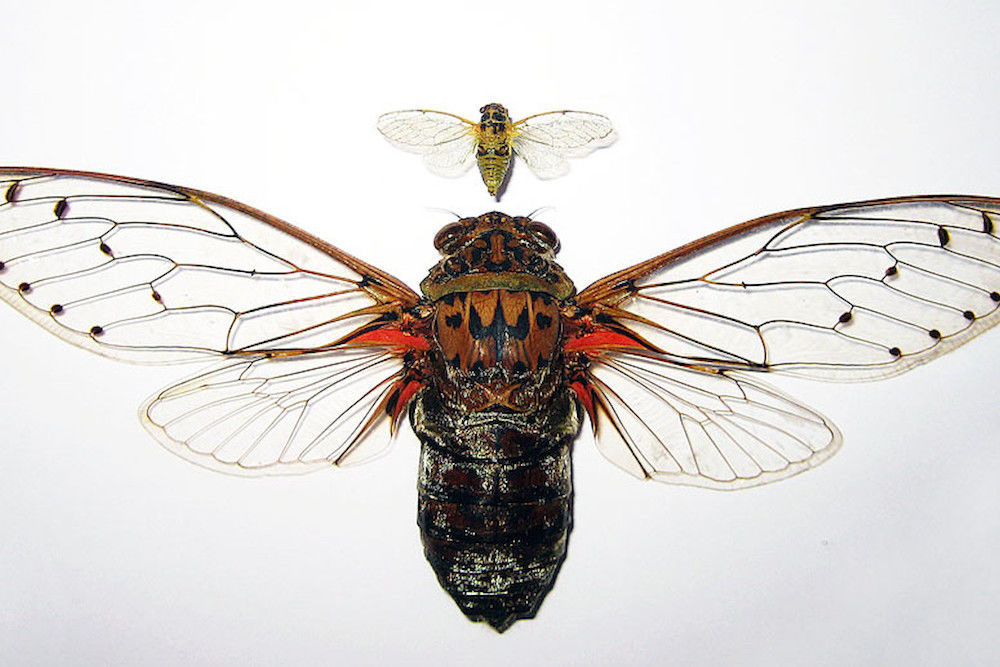 „Megapomponia intermedia“ heißt die südostasiatische Zikadenart, zu der auch das abgebildete Präparat aus der  Zoologischen Sammlung gehört.