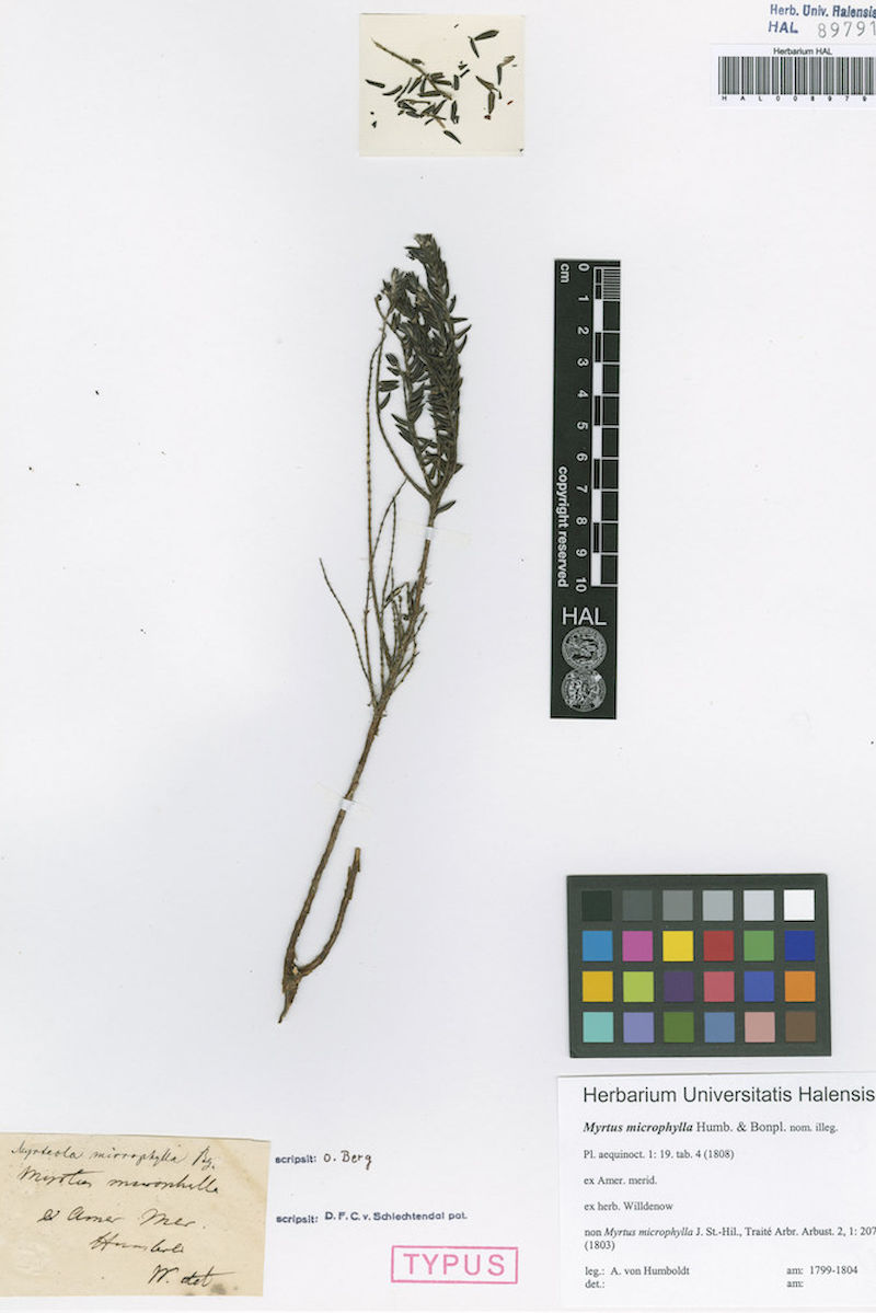 Ausschnitt: Die erste herbarisierte „Aster rupestris“, 1799 von Alexander von Humboldt in Ecuador gesammelt und von dem Botaniker Carl-Ludwig Willdenow bearbeitet. Das von Willdenow angebrachte Etikett ist unten links zu sehen. (Quelle: Herbarium der MLU)