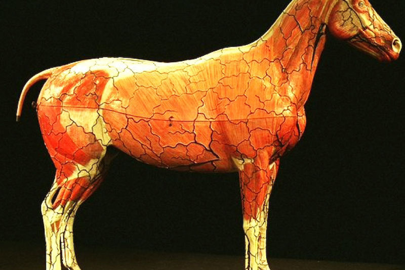 Das Pappmaché-Pferd, eines der Stücke des Zentralmagazins der Naturwissenschaftlichen Sammlungen (ZNS). Diese Sammlung wird im Buch auch vorgestellt.