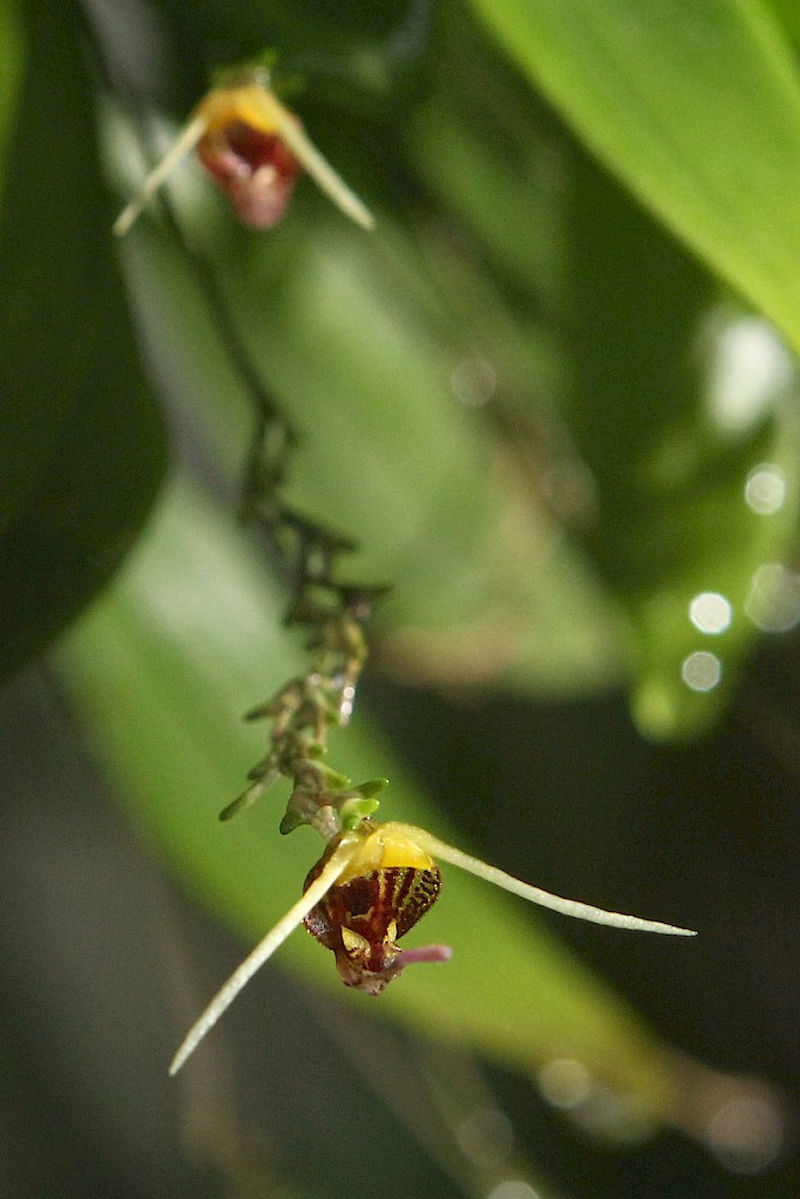 Der Botanische Garten bietet zur Museumsnacht Führungen zu exotischen Plfanzen.
