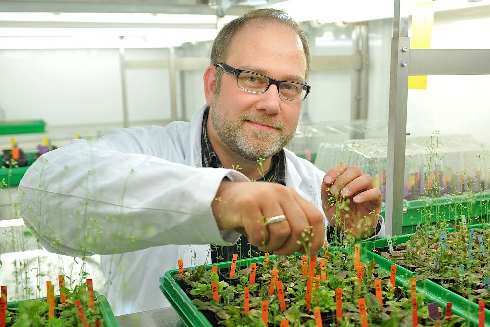 Ingo Heilmann mit Ackerschmalwand-Pflänzchen