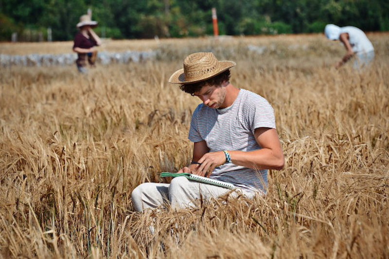 Auf dem Versuchsfeld wird per Hand geerntet.
