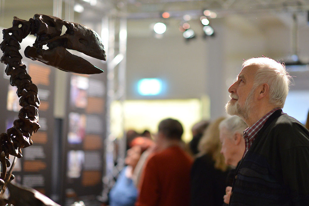 In der neuen Ausstellung kann man dem Riesenvogel, der einst im Geiseltal bei Halle lebte, in Lebensgröße gegenübertreten.