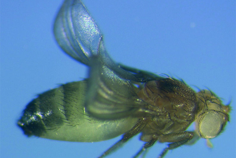 Aufnahme einer Drosophila aus dem Labor