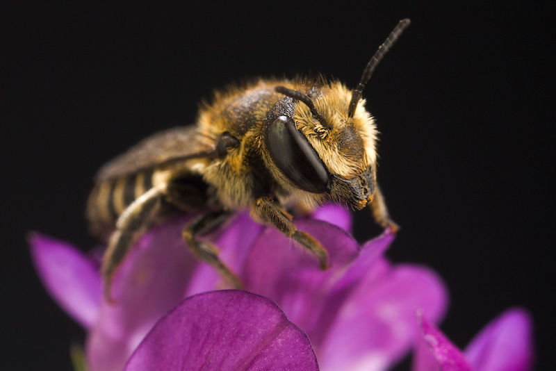 Nicht alle Bienen leben sozialen Völkern zusammen. Die Luzerne-Blattschneiderbiene ist ein Einzelgänger.