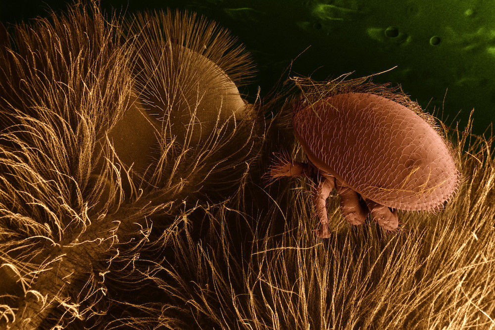 Die Varroa-Milbe (rechts im Bild) ist einer der bedrohlichsten Bienenschädlinge weltweit.