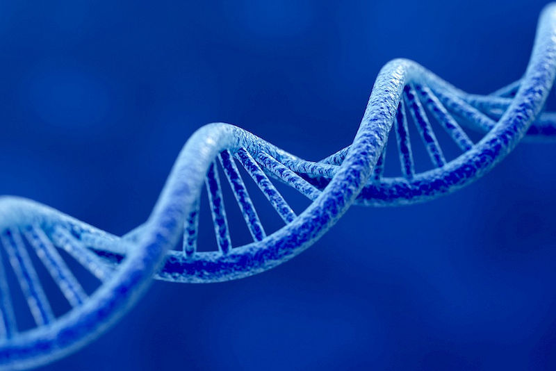 Drei Milliarden Basenpaare sind auf der DNA-Doppelhelix angeordnet. Bioinformatiker entwickeln Algorithmen, mit deren Hilfe sich derart große Datensätze computergestützt analysieren lassen.