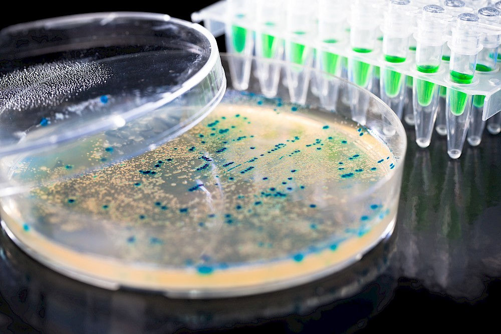 Im und am menschlichen Körper leben viele heute noch nicht vollständig bekannte Bakterien.