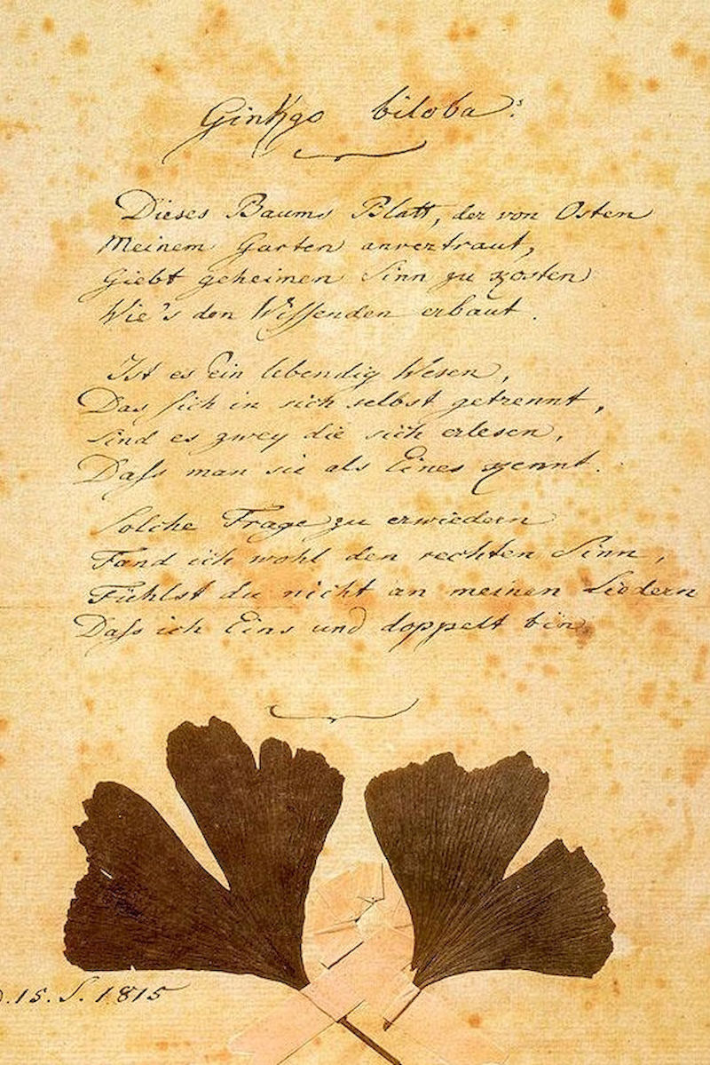 Handschrift des Gedichts „Gingko Biloba“ von Johann Wolfgang von Goethe aus dem Jahr 1815