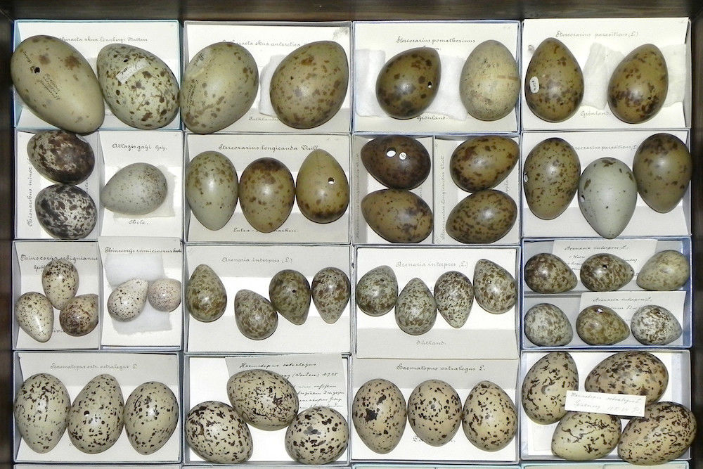 Eier aus der Schönwetter-Sammlung