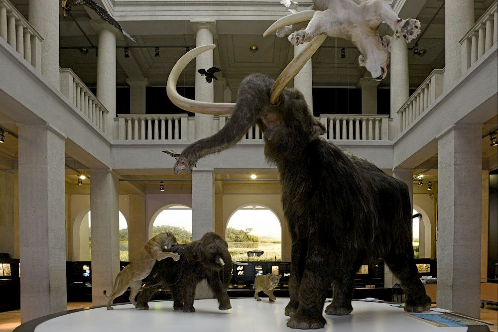 Zentralinstallation "Eiszeitbegegnung" in der Ausstellung "Klimagewalten" des Landesmuseums für Vorgeschichte Halle