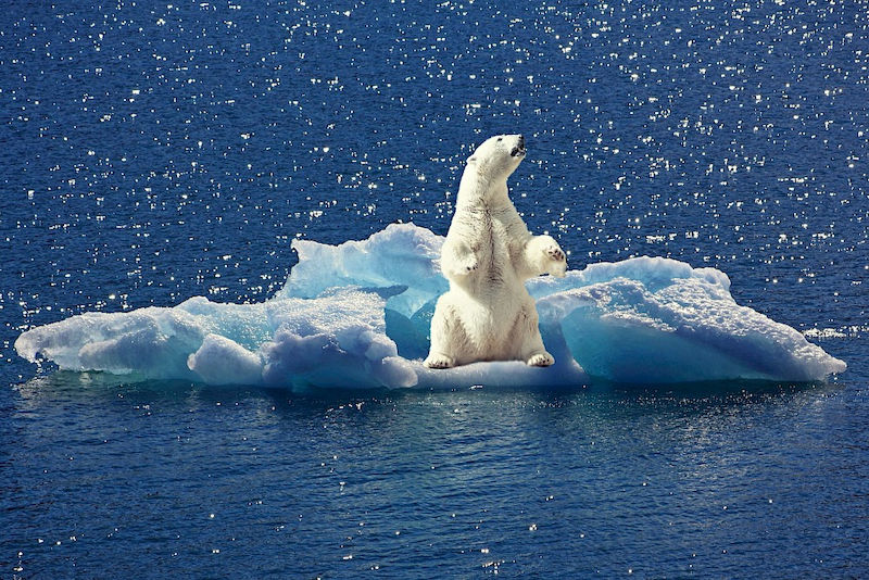 Das Eis am Nordpol schmilzt durch den Klimawandel immer stärker. Das raubt den Eisbären eine wichtige Lebensgrundlage.