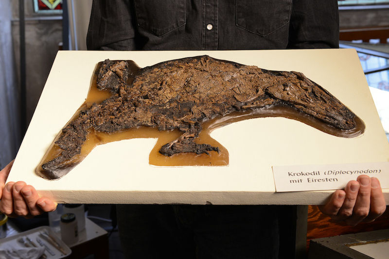 Die fossilen Überreste eines in Wachs konservierten Krokodils mit kleinen Kieseln in der Magengegend.