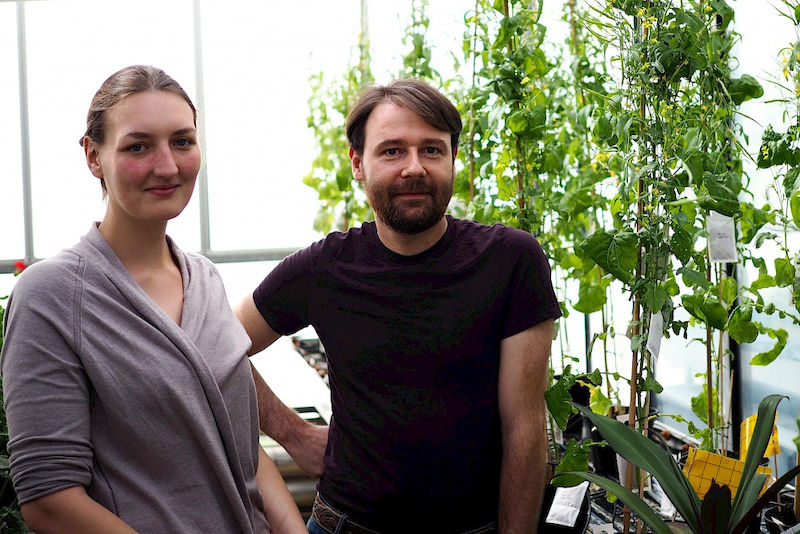 Martin Schattat und Alexandra Gurowietz forschen an den Pflanzen.