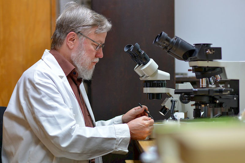 Uwe Braun am Mikroskop - an ihm untersucht der Experte Pilze.