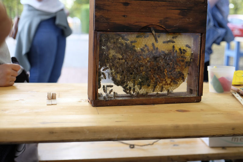 Die Honigbiene und ihre Verwandtschaft wurden am Helmholtz-Zentrum für Umweltforschung ausgiebig untersucht.