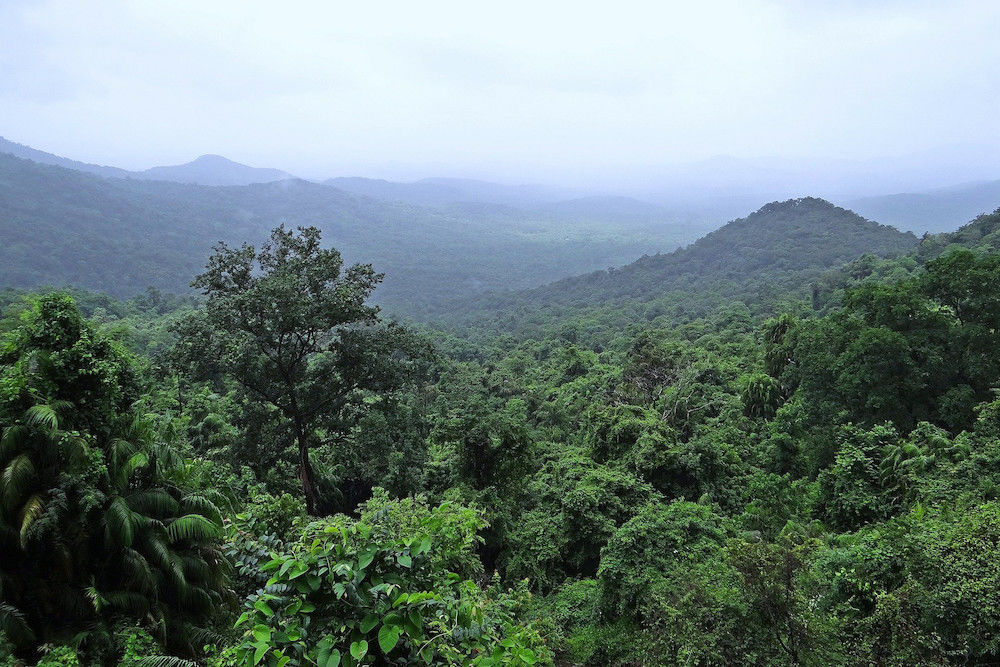 Auch für ein Klimaschutzprojekt im Regenwald können die Konferenzteilnehmer spenden.