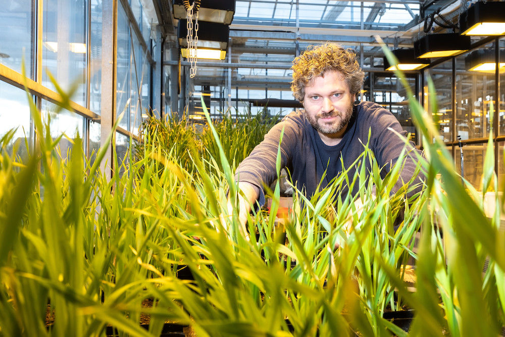 Plant scientist Marcel Quint in the greenhouse - he specialises in studying the evolution of plants.