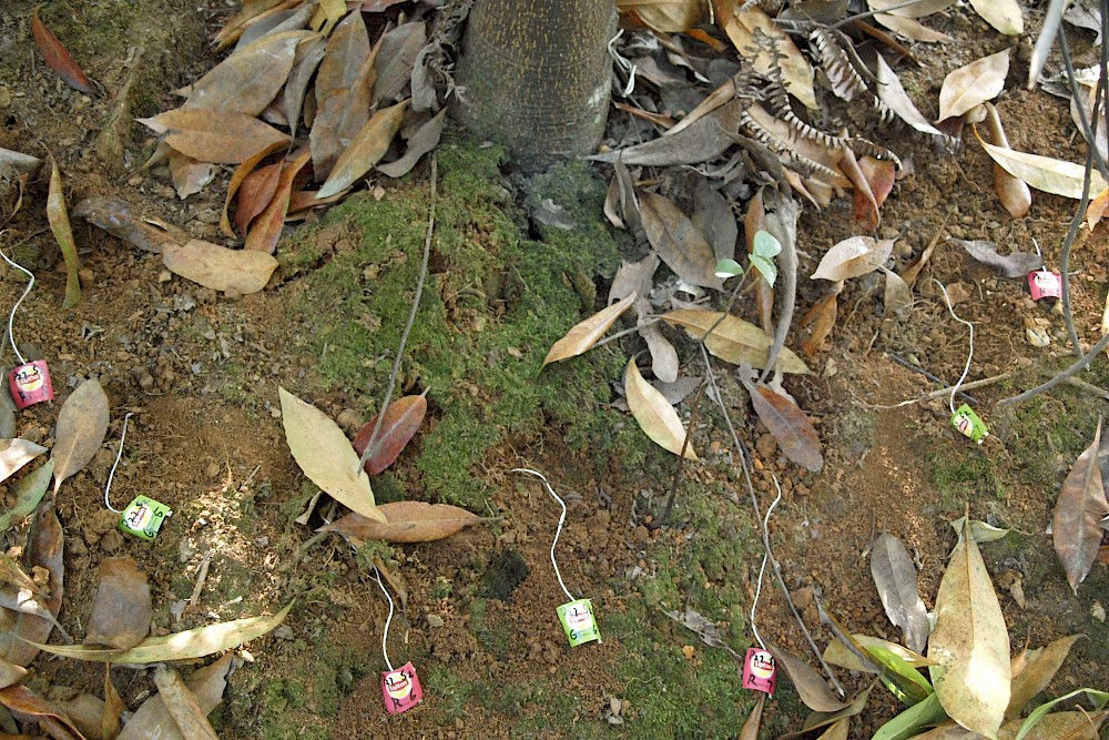 Die halleschen Forscher haben Teebeutel in einem chinesischen Wald vergraben.