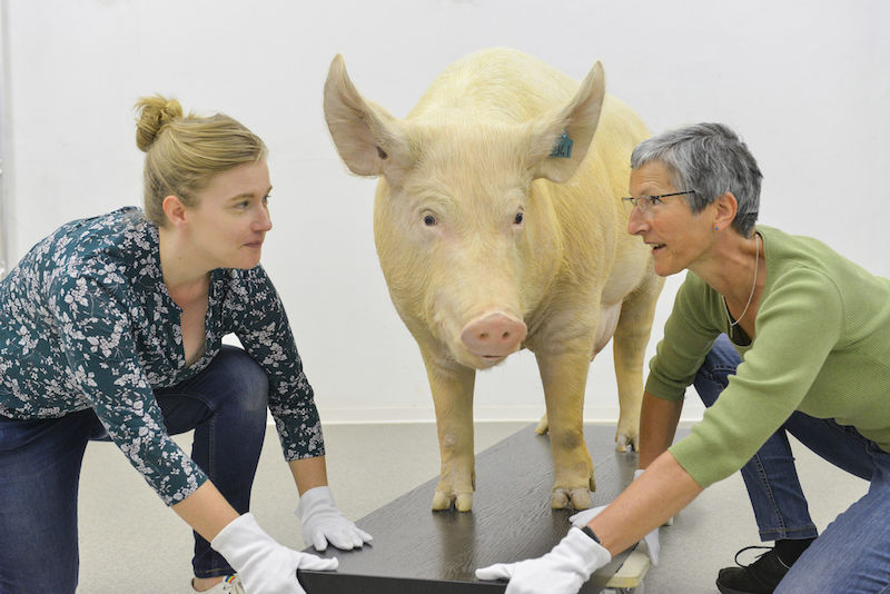 Ashleigh Haruda (links) und Renate Schafberg schauen den Schweinen beim Aufbau der Ausstellung in die Augen.