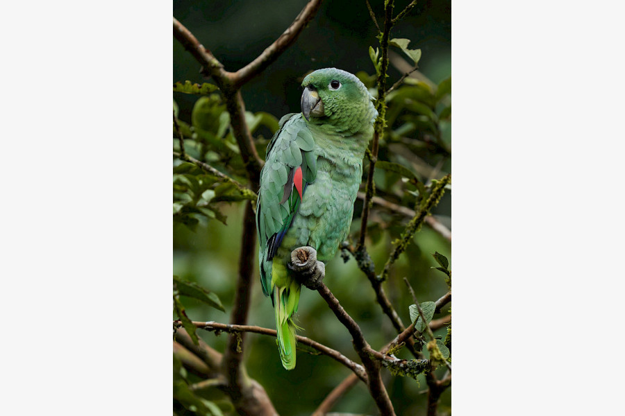 Die Mülleramazone ist eine im tropischen Regenwald heimische Papageienart.