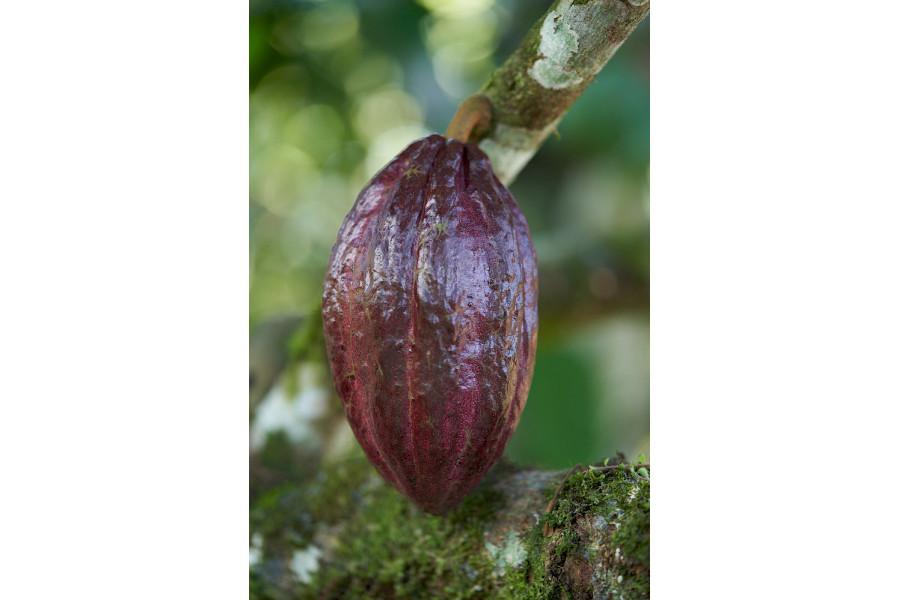 Kakao ist eines der wichtigsten Agrarexportgüter Ecuadors.