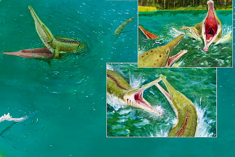The Machimosaurus, a species of saltwater crocodile, probably grew up to eight metres long.