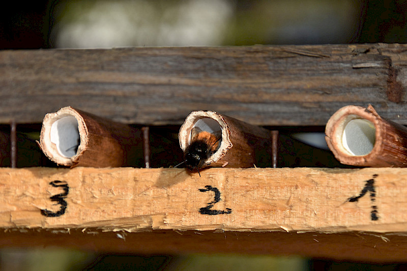Eine Gehörnte Mauerbiene sitzt im Eingang zu einem nummerierten Röhrchen des Japan-Knöterichs.