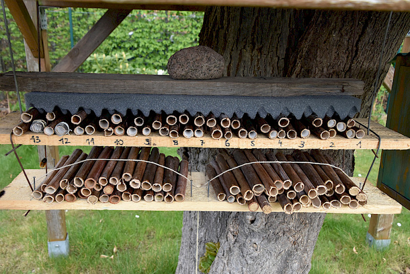 Nester der Gehörnten Mauerbiene auf einem Holzgestell. Die Versuchsröhrchen sind nummeriert.
