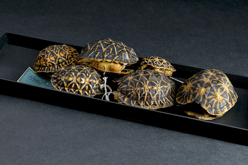 Historische Präparate von Panzern der Zeltschildkröte aus Südafrika