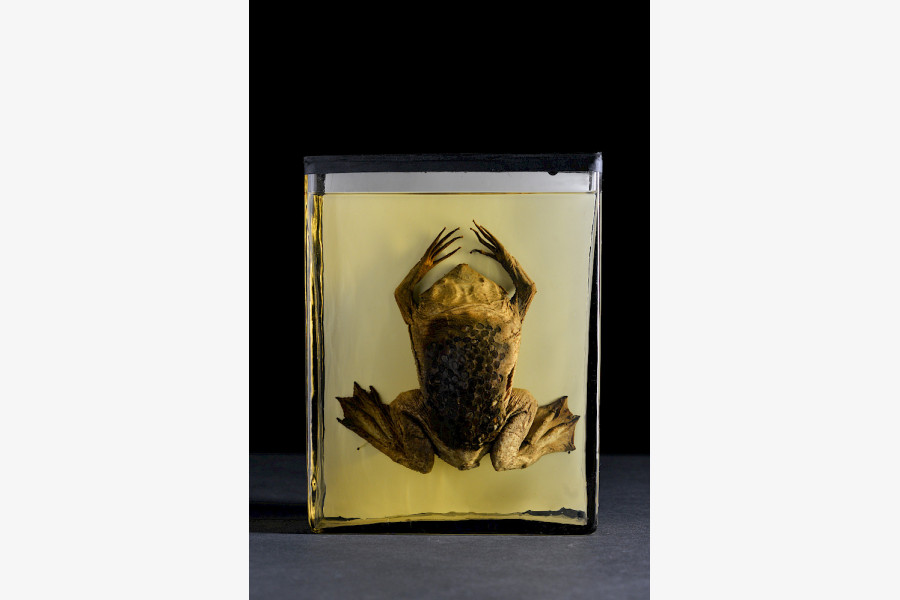 Präparat einer südamerikanischen Wabenkröte. Bei dieser Art entwickeln sich die Eier in kleinen Taschen in der Rückenhaut des Weibchens bis zum Schlupf der Jungtiere.