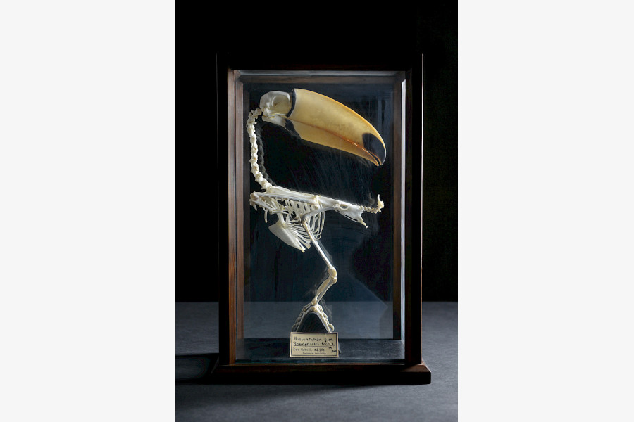 Skelettpräparat eines Riesentukans