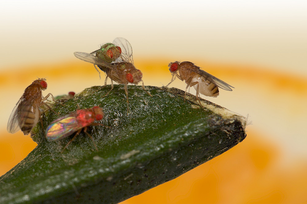 Nahaufnahme von den Fruchtfliegen - für den Versuch wurden die Männchen eingefärbt.