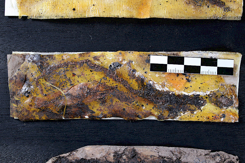 Auf den ersten Blick kaum zu erkennen: das Fossil eines Salamanders in Schwarzbraun. Unten links ist das Fossil eines Fischs zu sehen.
