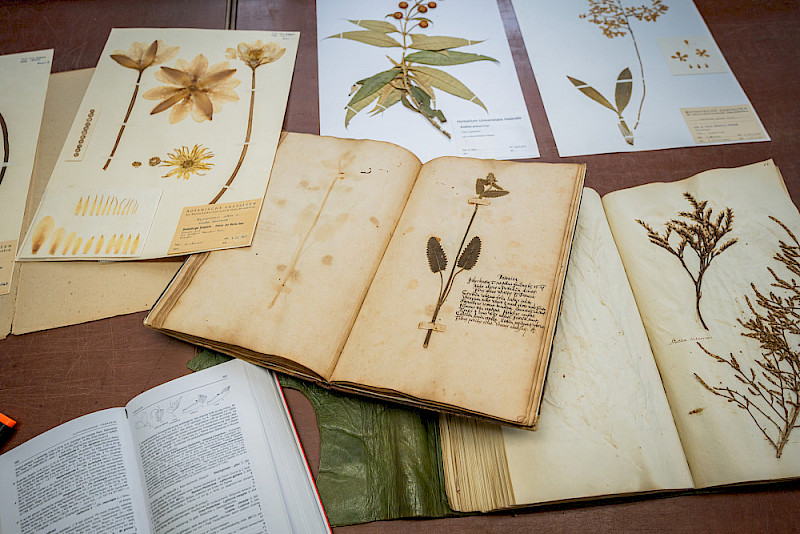 Detailaufnahmen einiger ausgewählter Blätter des Herbariums