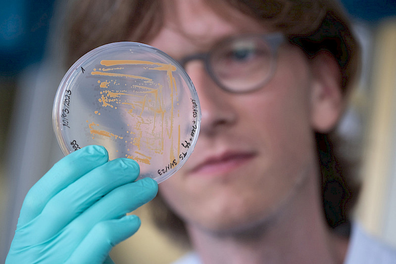 Adrian Richter betrachtet eine Petrischale, in der Bakterien wachsen.