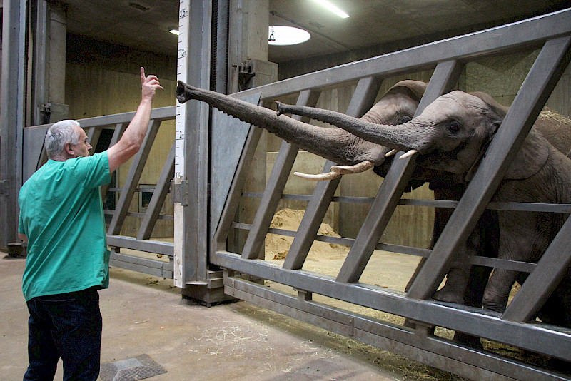 Tierarzt Jens Thielebein gibt nach einer erfolgreichen Behandlung das Zeichen für eine Belohnung der beiden Afrikanischen Elefanten aus dem Bergzoo Halle. Die Tiere sind inzwischen in den Tierpark Berlin umgezogen.